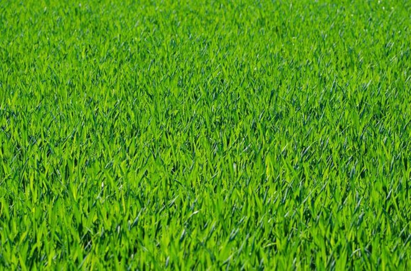 El síndrome de "La hierba es más verde en el otro lado"