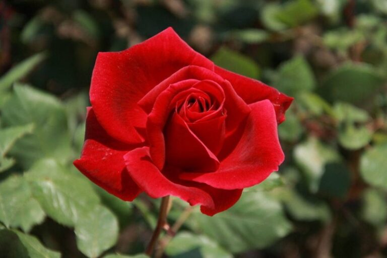 El simbolismo de las rosas rojas: una flor de amor, pasión y devoción